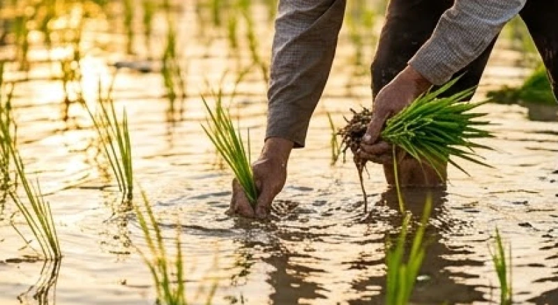 Mơ thấy ruộng lúa điềm tốt hay xấu: Bảng tra số may mắn 4 Đôi bàn tay người nông dân lấm lem bùn đất đang cần mẫn cấy từng dảnh lúa non dưới ruộng nước