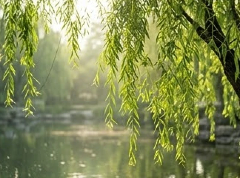Tam hợp tuổi Ngọ: Phân tích ngũ hành theo từng năm sinh 6 Cành liễu rủ mềm mại ven hồ tĩnh lặng đại diện cho nạp âm Dương Liễu Mộc của Nhâm Ngọ