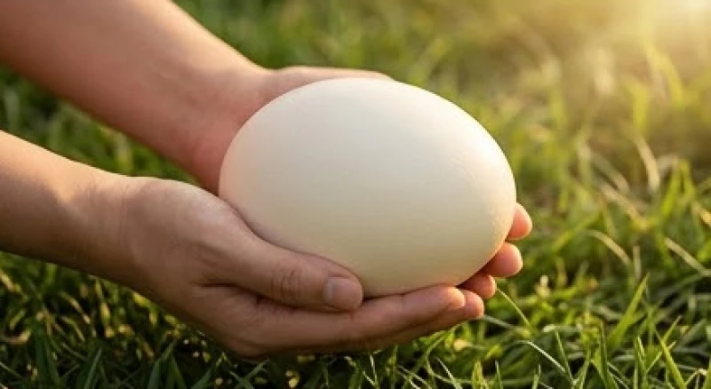 Bàn tay nâng niu quả trứng ngỗng nhẵn bóng vừa nhặt được trên lớp cỏ xanh