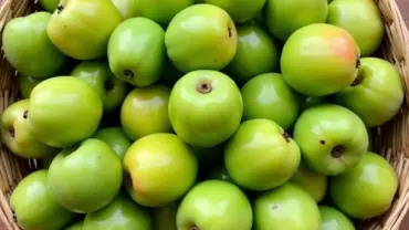 Nhặt nhót xanh trong rổ
