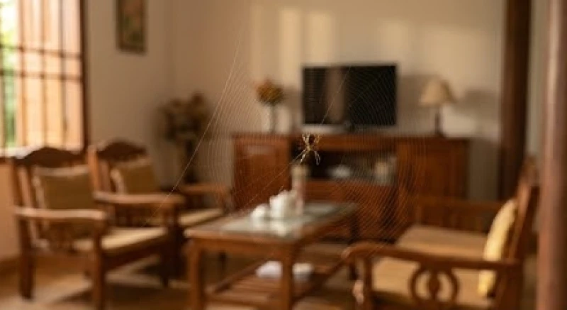 Một con nhện đang âm thầm giăng tơ ở góc tường phòng khách ngụ ý mang theo nhiều tin vui tài lộc