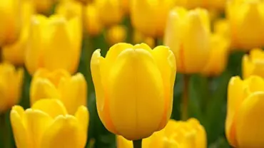 Giấc mơ thấy nhiều hoa tulip vàng mang đến niềm vui và hạnh phúc