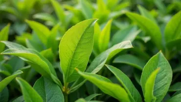 Mơ thấy nhổ rau đay tươi tốt