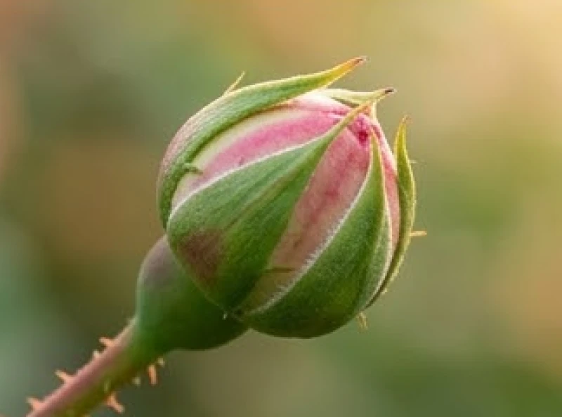 Mơ Thấy Nụ Hoa Hồng: Giải Mã Điềm Báo Tình Duyên & Số May Mắn 8 Bông nụ hoa hồng non xanh vẫn còn ngậm chặt cánh tạo thành hình khối tròn trịa vô cùng đẹp mắt