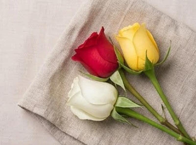 Mơ Thấy Nụ Hoa Hồng: Giải Mã Điềm Báo Tình Duyên & Số May Mắn 3 Ba nụ hoa hồng mang màu đỏ, vàng và trắng xếp đan xen nhau tỏa ra nét đẹp tinh khôi và thuần khiết