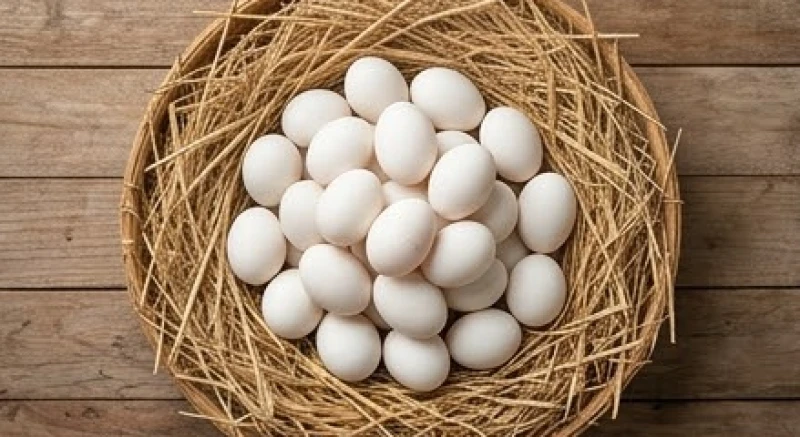 Mơ thấy nhặt được nhiều trứng vịt: Điềm báo & bộ số tài lộc 1 Ổ trứng vịt lớn với rất nhiều quả trứng trắng muốt nằm gọn gàng trên ổ rơm khô vàng óng