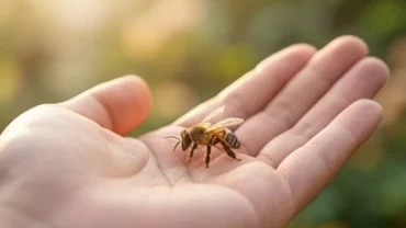 Chú ong mật nhỏ nhắn đậu trên bàn tay người dưới ánh nắng ban mai giải mã ong đậu vào người là điềm gì