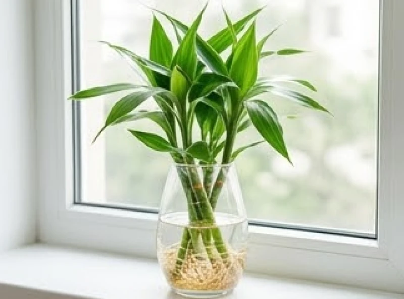 Chậu cây phát tài búp sen ngâm rễ trong bình thủy tinh trong suốt mang lại sinh lực cho mệnh Thủy