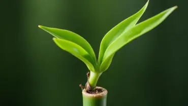 Mơ thấy phát tài nảy mầm xanh tốt