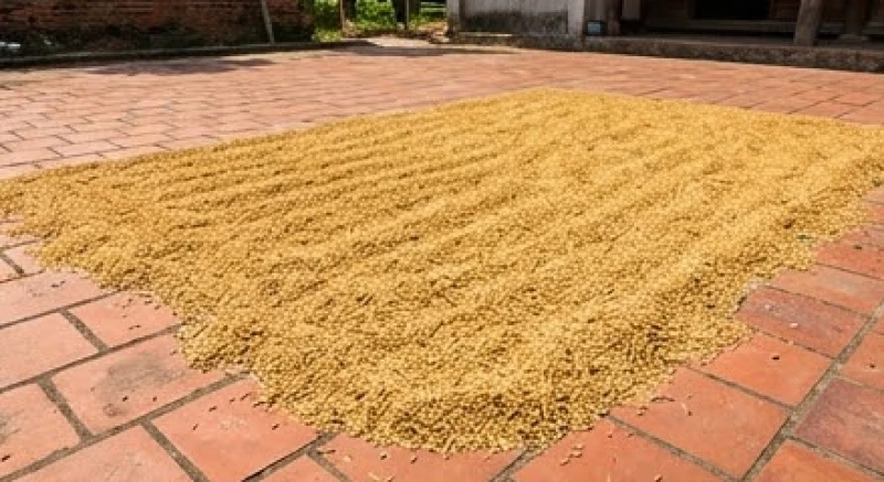 Mơ thấy hạt lúa: Giải mã điềm lành dữ & bảng số tài lộc 4 Cảnh phơi những hạt lúa vàng ươm trên sân gạch đỏ dưới ánh nắng rực rỡ của ngày mùa