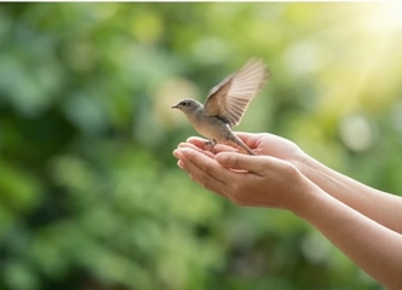 Đôi bàn tay nhẹ nhàng nâng niu thả một chú chim nhỏ về bầu trời tự do tượng trưng cho nghi thức phóng sinh