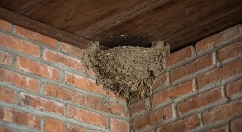 Tổ chim én đắp trên góc tường gạch mộc trong một ngôi nhà yên tĩnh