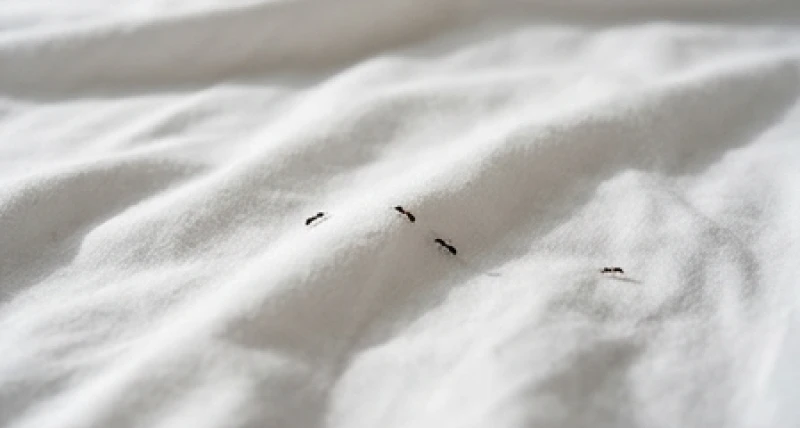 Kiến bò lên giường là điềm gì: Giải mã ngày đêm & mẹo đuổi an toàn 1 Không gian tĩnh lặng của giường ngủ bị xáo trộn khi xuất hiện đàn kiến bò lên nệm theo góc nhìn phong thủy
