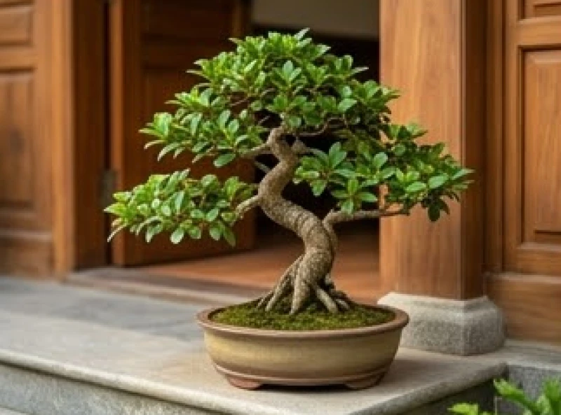 Xem số nhà hợp tuổi Thìn: Công thức cộng dồn và cách hóa giải 5 Chậu cây cảnh xanh mướt đặt trước hiên nhà giúp bồi đắp sinh khí cho người mệnh Mộc