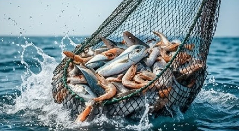 Mơ thấy hải sản đánh con gì: Tra cứu điềm báo & số may mắn 3 Người ngư dân trúng đậm mẻ lưới đầy ắp cá tôm tươi rói ngay giữa vùng biển rộng lớn