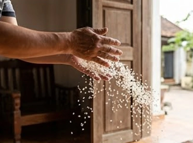 Chim đen bay vào nhà là điềm gì? Cách phân biệt và hóa giải 9 Thao tác vung mạnh tay rắc hỗn hợp muối hạt và gạo tẻ từ trong nhà hắt ra ngoài cửa chính