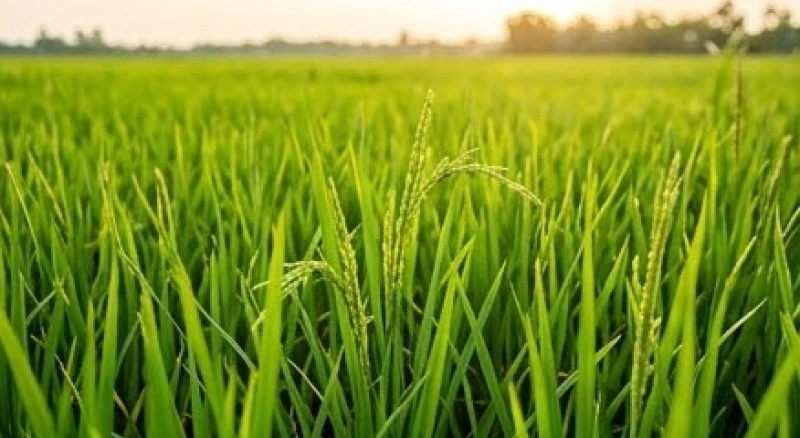 Mơ thấy ruộng lúa điềm tốt hay xấu: Bảng tra số may mắn 3 Ruộng lúa xanh tốt dập dờn trong gió vươn lên mạnh mẽ, thể hiện đà tăng trưởng và sinh lực dồi dào