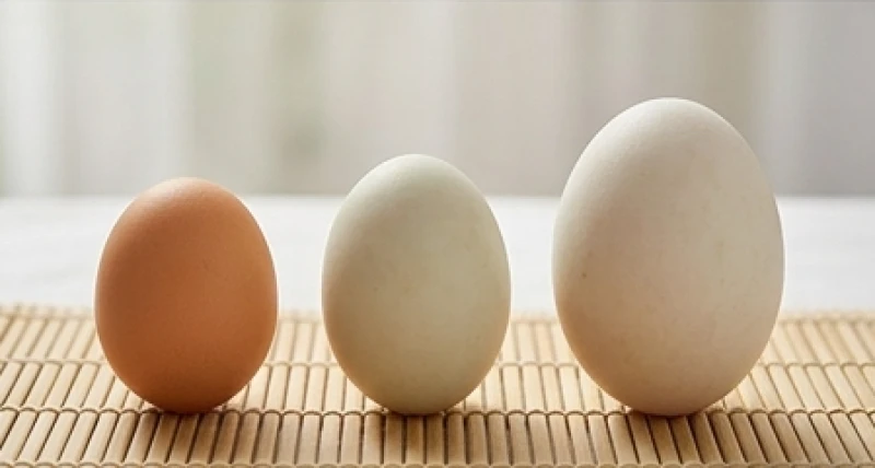 Mơ thấy nhiều trứng gà: Điềm báo màu vỏ, trạng thái và con số 6 Sự chênh lệch kích thước giữa trứng gà trứng vịt và trứng ngỗng phản ánh quy mô tài lộc mà bạn chuẩn bị nhận được.