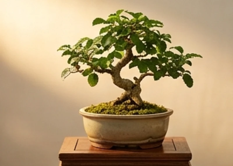 Tuổi Tý hợp số nào: Bảng tra cứu ngũ hành và tỷ lệ chẵn lẻ 5 Biểu tượng cây gỗ dâu Tang Đố Mộc của thế hệ Nhâm Tý 1972