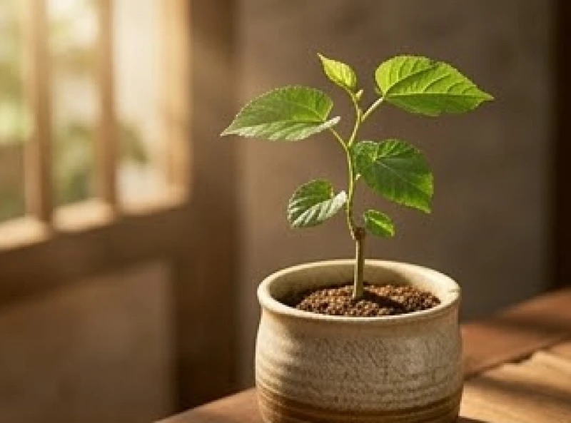 Một mầm cây nhỏ đâm chồi xanh tươi tượng trưng cho mệnh Tang Đố Mộc sinh trưởng mạnh mẽ
