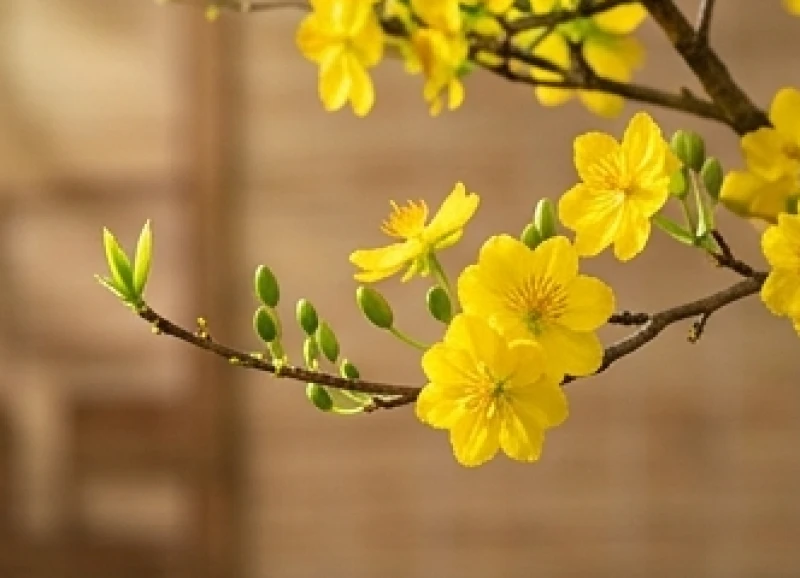 Nhành hoa mai vàng rực rỡ và những búp chồi non đang đâm chồi minh họa cho khí chất của hành mộc