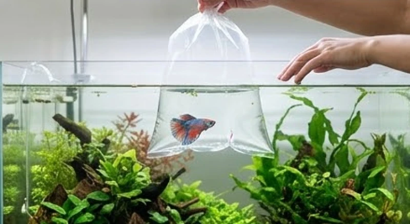 Cá chết là điềm gì: Giải mã điềm báo, cách hóa giải và số may mắn 7 Quy trình ngâm túi nilon chứa cá mới vào bể nước để giúp chúng quen dần với nhiệt độ môi trường