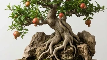 Cây lựu đá bonsai vươn lên mạnh mẽ trên tảng đá cằn cỗi giải mã thạch lựu mộc là gì trong phong thủy