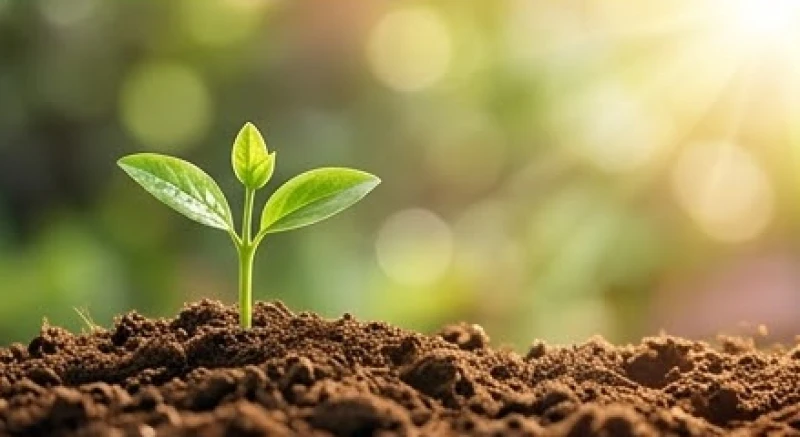 Mậu Tuất 2018 Mệnh Gì? Giải Mã Bản Mệnh Và Phong Thủy Trợ Vận 7 Sự đâm chồi nảy lộc của mùa Xuân tượng trưng cho vận khí tốt của bé sinh tháng 1 và 2