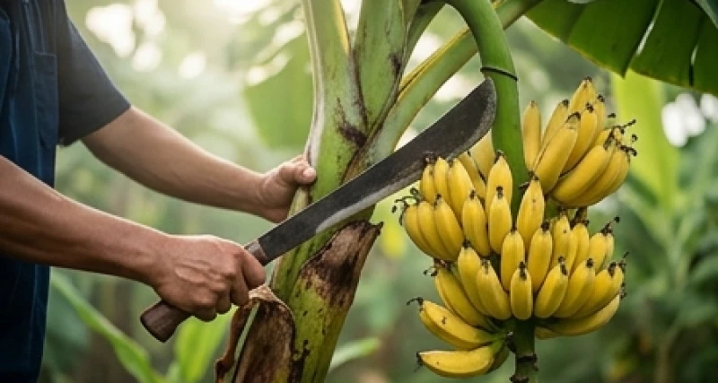 Hành động đốn hạ buồng chuối chín mang ý nghĩa trực diện về sự thụ hưởng tài lộc