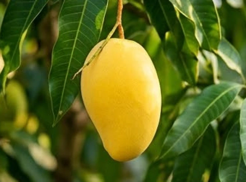 Chùm xoài cát Hòa Lộc chín vàng ươm tỏa hương thơm lừng treo lủng lẳng trên cành lá xanh tốt
