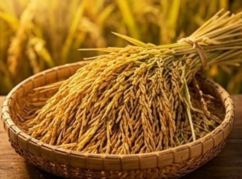 Những bó lúa vàng ươm được thu hoạch và gom lại cẩn thận thể hiện năng lượng của ngày trực Thu