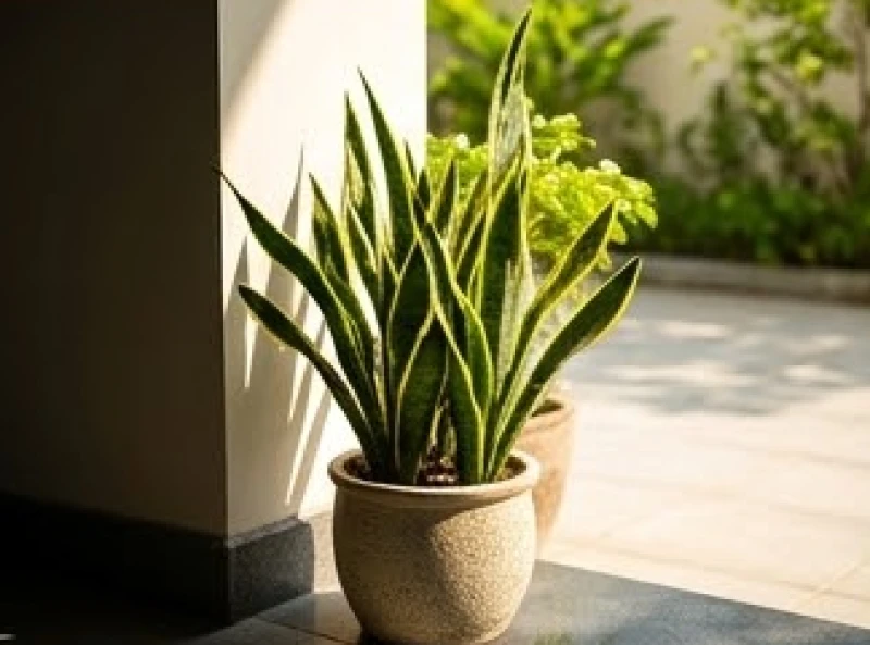 Cây trồng ngoài sân hợp tuổi Dần: phân khu và cây bóng mát 9 Chậu cây lưỡi hổ đang được chuyển dần từ bóng râm ra khu vực có nắng bán phần