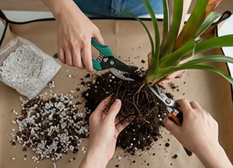 Cây trồng trong nhà hợp tuổi Sửu: Vị trí và định lượng nước 9 Dùng kéo chuyên dụng cẩn thận cắt bỏ phần rễ thâm đen và lá úa vàng do dư thừa nước lâu ngày