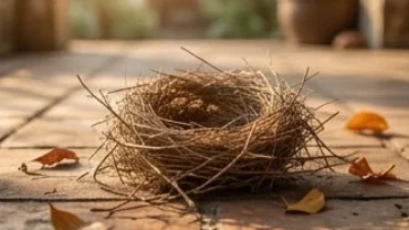 Tổ chim bằng rơm rớt xuống hiên nhà giải mã tổ chim rơi xuống nhà là điềm gì theo phong thủy