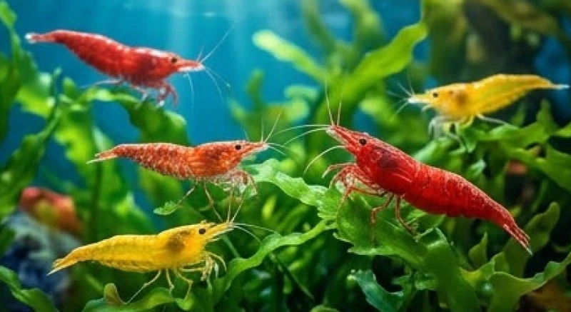 Mơ thấy hải sản đánh con gì: Tra cứu điềm báo & số may mắn 5 Những chú tôm biển mang sắc vàng và đỏ rực rỡ đang bơi lội uyển chuyển dưới đáy đại dương
