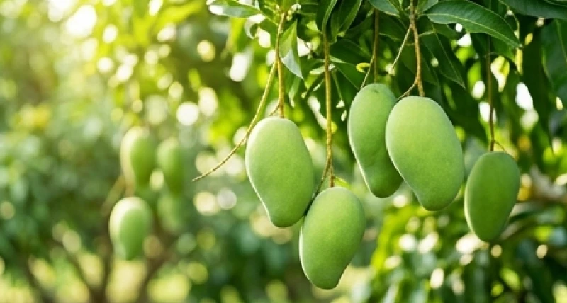Những quả xoài xanh non căng bóng đang treo lơ lửng trên cành cây giữa khu vườn đầy nắng mát mẻ