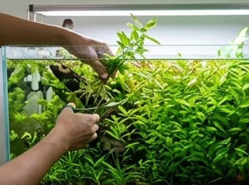 Các nhánh cây thủy sinh xanh tốt phát triển mạnh mẽ bên trong hồ kính, đóng vai trò kết nối năng lượng
