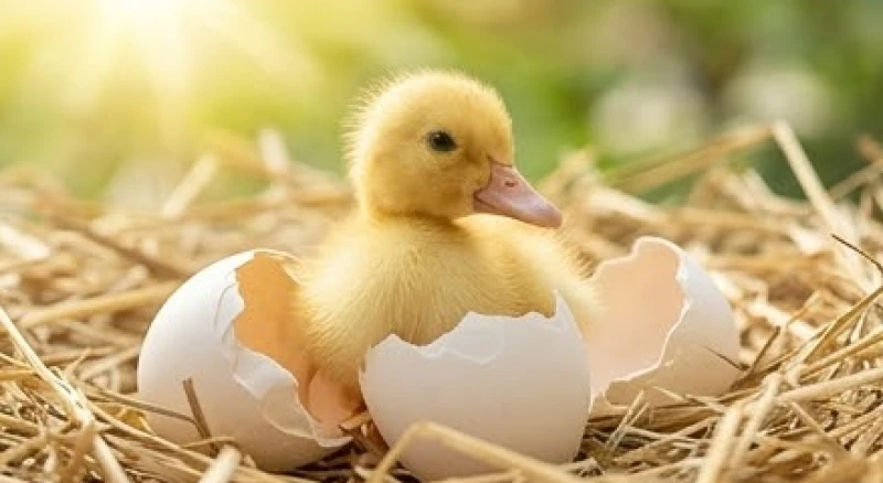 Mơ thấy nhặt được nhiều trứng vịt: Điềm báo & bộ số tài lộc 6 Chú vịt con lông vàng ươm đang vươn mình chui ra từ lớp vỏ trứng trắng nứt nẻ trên nền rơm