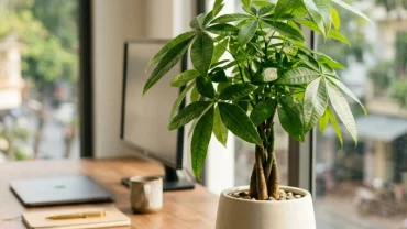 Chậu cây phong thủy xanh tươi đặt trên bàn làm việc giúp giải đáp thắc mắc tuổi mùi hợp cây gì để thu hút năng lượng tốt