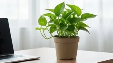 Chậu cây phong thủy hợp bản mệnh đặt trên bàn làm việc hiện đại giải đáp thắc mắc tuổi ngọ hợp cây gì