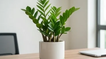 Chậu cây Kim Tiền xanh tốt vươn cao, biểu tượng giải đáp tuổi tý hợp cây gì giúp gia tăng vận khí và tài lộc
