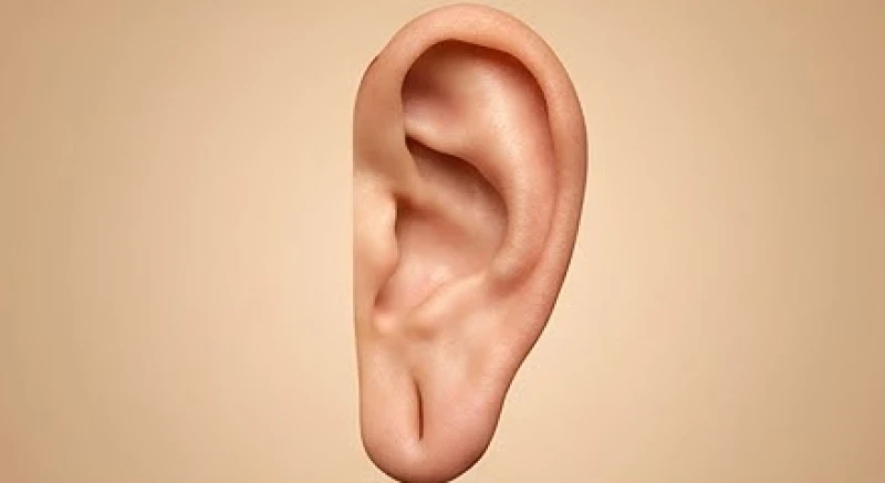 Cận cảnh dáng tai Phật với vành tai dày rộng và phần dái tai rủ xuống căng mọng