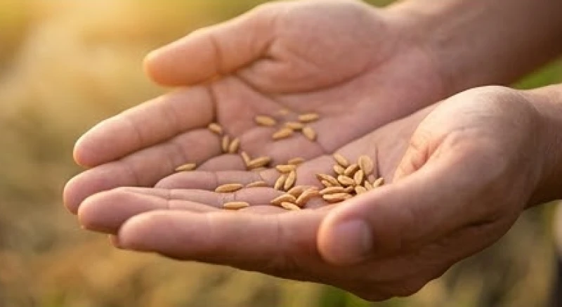 Mơ thấy hạt lúa: Giải mã điềm lành dữ & bảng số tài lộc 5 Vài hạt lúa vàng ươm nằm gọn trong lòng bàn tay người nông dân thể hiện sự chắt chiu cơ hội
