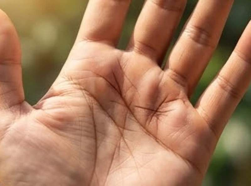 Vùng gò thịt nhô cao dưới gốc ngón trỏ và ngón áp út mang dấu ấn hình rẽ nhánh sắc nét