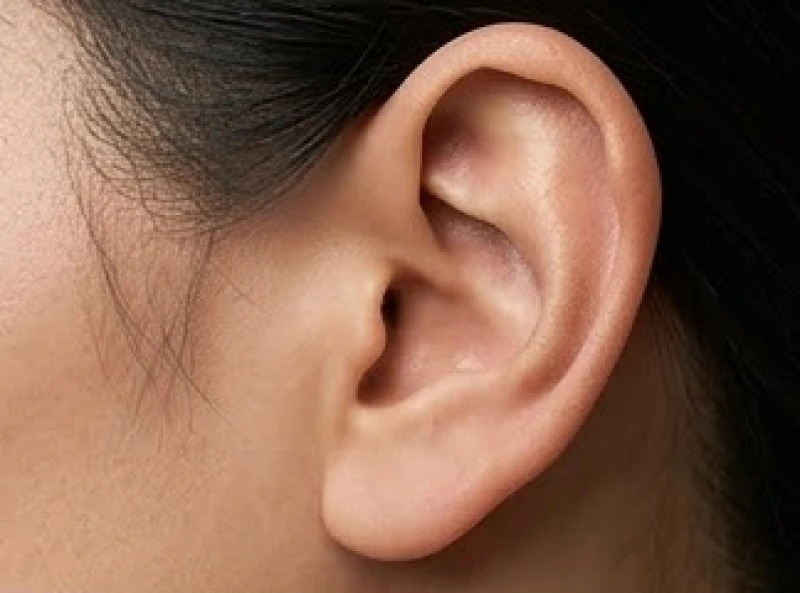 Cấu trúc sụn vành tai ngoài rõ nét và vững chãi của người sở hữu đôi tai mang quý tướng bẩm sinh