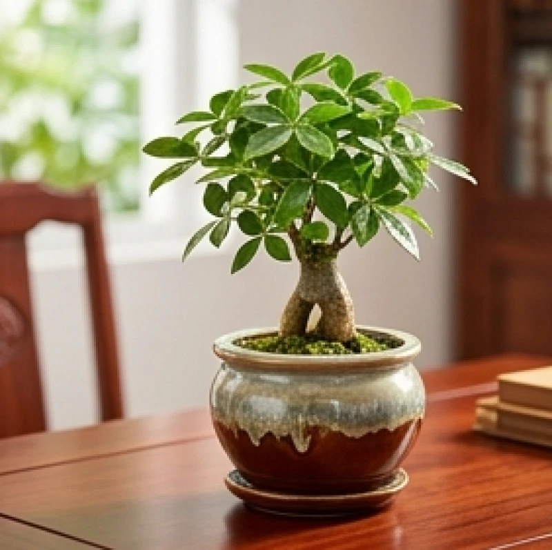 Chậu cây kim ngân nhỏ xanh tốt đặt trên chiếc bàn làm việc giúp luân chuyển dòng năng lượng tài lộc tích cực