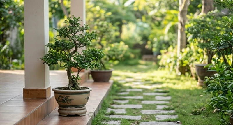 Chậu cây cảnh cao vừa phải được đặt ngay ngắn ở góc thềm nhà hướng Đông Nam không chắn ngang lối đi