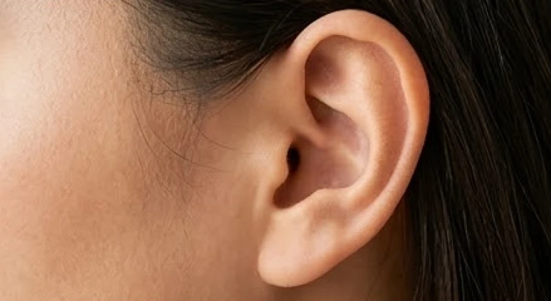 Ngứa tai là điềm gì: Tra cứu 24h nam nữ và hướng dẫn y tế 5 Cấu trúc vùng vành tai và cửa ống tai ngoài của người trưởng thành khỏe mạnh dưới góc nhìn cận cảnh