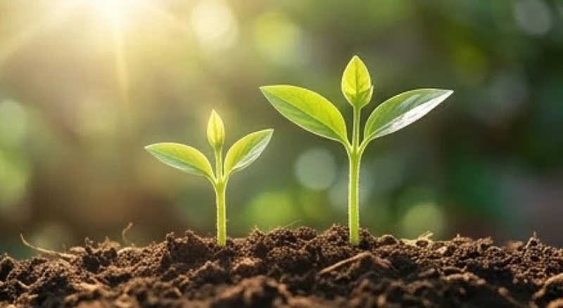 Biểu đồ tăng trưởng lợi nhuận đặt cạnh hai chiếc mầm non đang vươn lên mạnh mẽ dưới ánh nắng